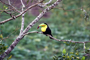 Patrons often see Toucans as well as other wildlife in the trees below the restaurant.